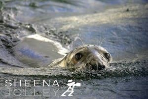  Grey Seal   inquisitive nature   brave character   eye contact  speed   water  making waves  Kinsale  Ireland  photograph Making Waves.jpg Making Waves.jpg Making Waves.jpg Making Waves.jpg